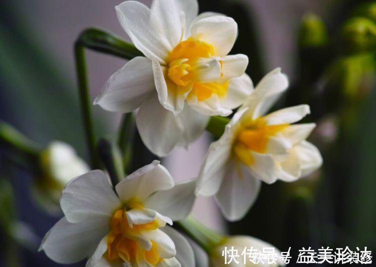 种花|4种花是“开花小能手”，三五天浇次水，其他都不用管
