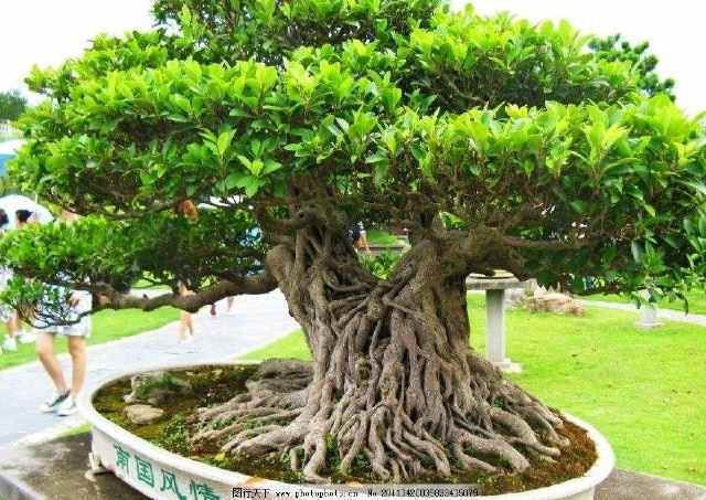 这“2种树”不娇气,1根枝条插土里,浇水就能活,30天成新盆栽!