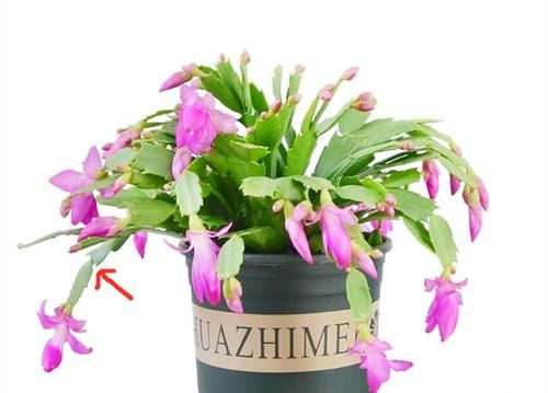 六种花卉能自动生根，插到土里就活，养护简单插扦更容易