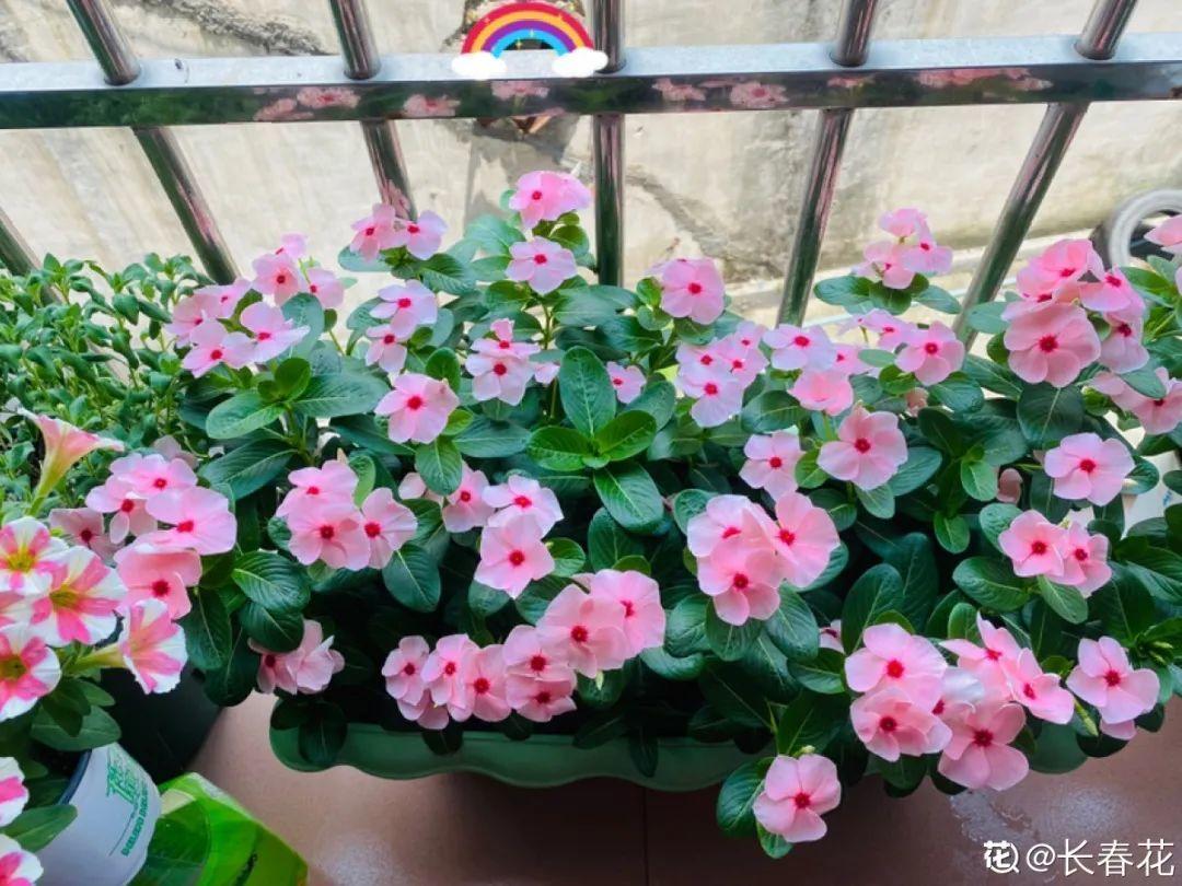 蓝目菊|蓝雪花妥妥的开花机器，花量大、花期长，让人不得不爱