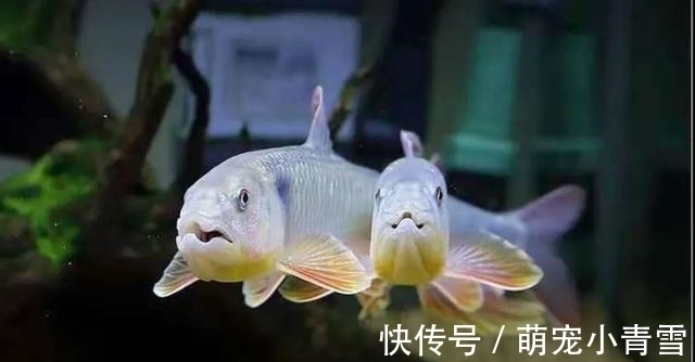 我国最漂亮的原生鱼，未必是鳑鲏和白云金丝，这种小型鱼更漂亮