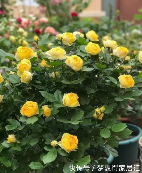 此款黄色微型月季,种一次年年开花,皮实好养颜值高,适合新手