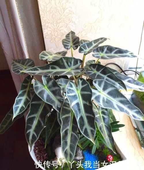 竹芋观叶价值高,这样养还能开花,令人惊奇!