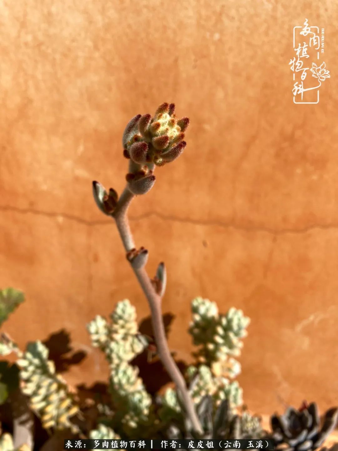 秋黄|柴米油盐的日子,养几盆多肉吧,为生活添几抹色彩!