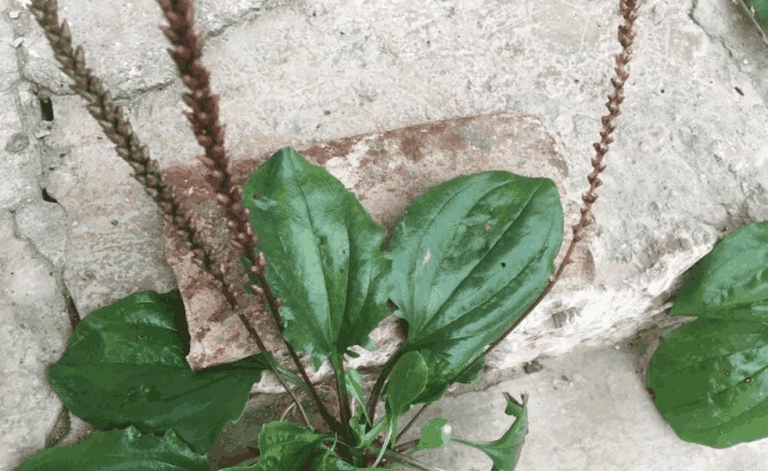 车前草|医生提醒车前草浑身都是宝,可惜很多人不知道,现在知道还不晚