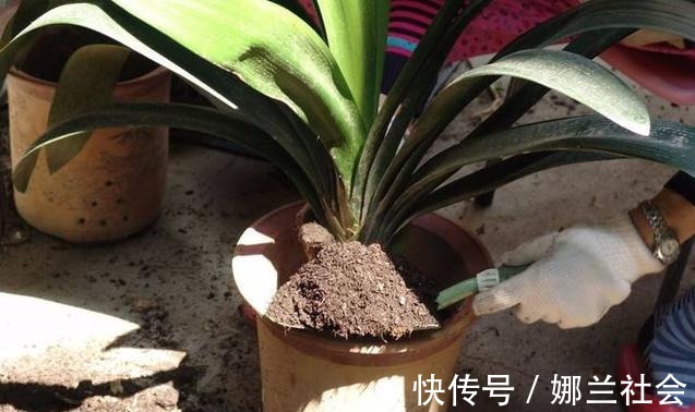 长寿花|君子兰肥到流油,长寿花开不断,原来他用了这个小方法!