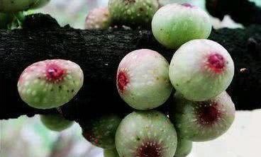 预防衰老，适合吃的食物，缓解皱纹，促进排毒，吃了更显年轻