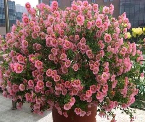 木槿|4款艳美的花卉,花大色艳花期长,好养易爆盆,惊艳如花球