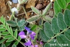 遇见|留个意:此野草价值珍贵作用大,若是遇见,请往家里摘