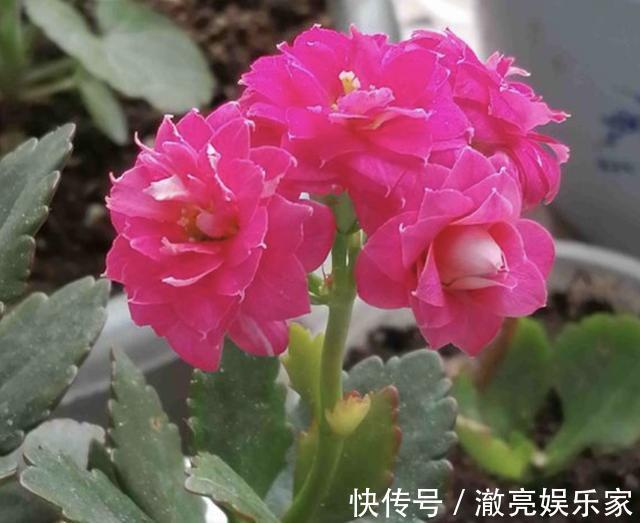 花苞|夏天盆栽“长寿花”，把4个“小细节”做好，天冷后冒花苞，美