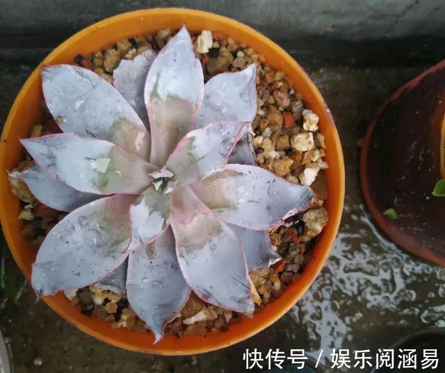 10种不能淋雨的花,淋完雨就死,盆栽养花注意事项