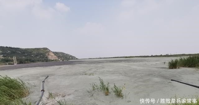 芦苇|黑铁山东麓有个干涸的水库,不知做什么用只剩芦苇在风中摇曳!