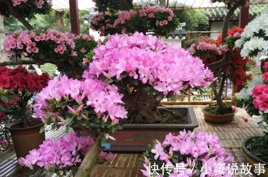 金枝玉叶不能长太高,越矮越值钱,一长高就砍!