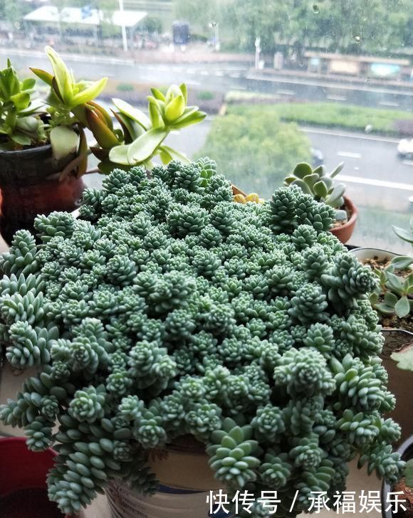 多肉植物中的“美人”,叶片圆滚滚,粉嫩嫩的,女朋友看了都嫉妒