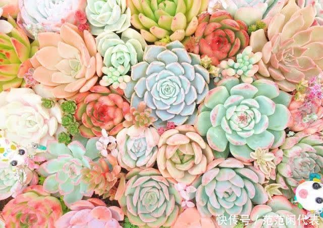 红稚莲|喜欢养多肉?推荐20种适合夏季入手的多肉植物