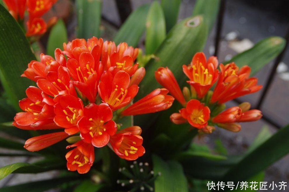 养君子兰要会施肥,适合它的肥料有“3种”,不同时期用法不同