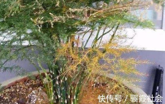 文竹养不好,是因为有“4怕”,不及时纠正,叶片就会发黄