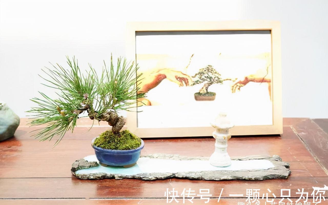 花卉盆栽就是这样被“玩”死的,要避开日常养护中常见的7个误区