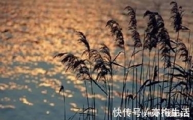 萋萋&十五首描写小草的古诗词,为君闲暇助兴,茶余饭后解闷