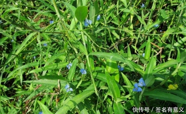 泡水|农村一种野菜,不仅食用价值高,而且泡水喝还有药用价值,请重视