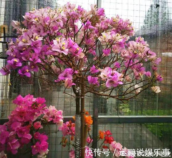 三角梅|30种夏天花,热不死、晒不死,大半年都开花,还没病虫害