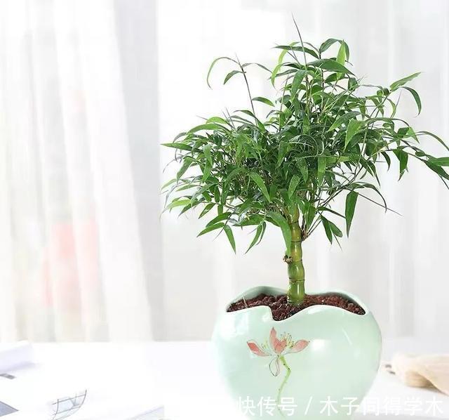 一种“吉祥竹”,清新典雅寓意好,家里养几盆,旺财又守家
