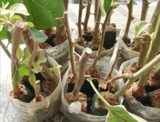 夏天这8种花,很好扦插,生根成活率高,不用再买