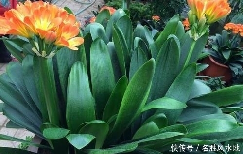 最厉害的养花营养液给君子兰喝一勺,叶子挺拔如折扇,花开不停