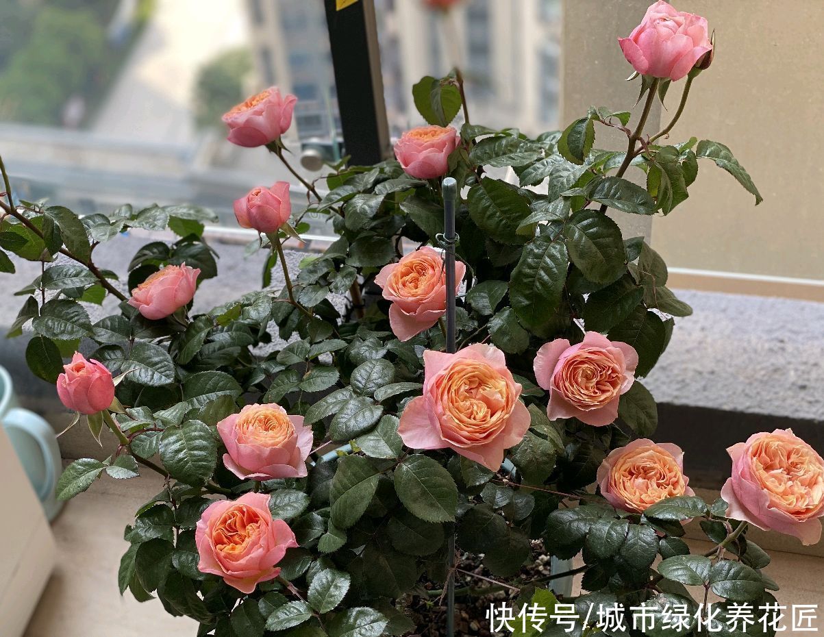 月季花的花苞打不开是怎么回事?温度,光照在作怪