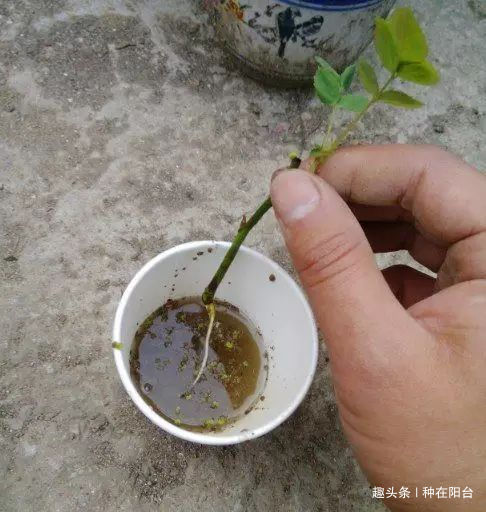 零成本将90地球植物种在阳台上 ,台长教你水陆两栖扦插法