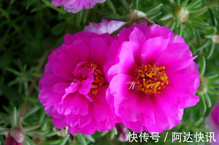 太阳花|4种花，一年四季开花不断，盆栽地栽都能够轻易就开成一片