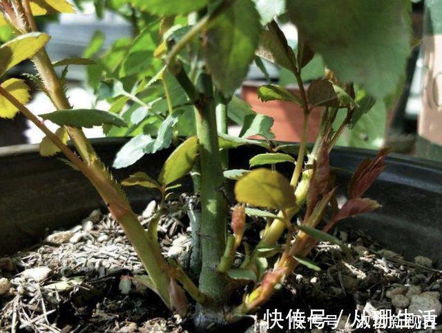 月季花|月季有个“生长开关”,将它打开,花朵数量“多1倍”,要学