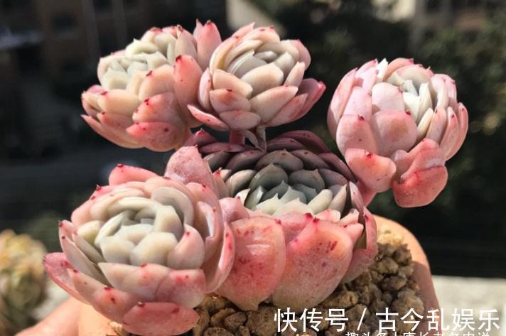 多肉冰梅最适合露养，快让它去室外沐浴日光，等冬天美得不可方物