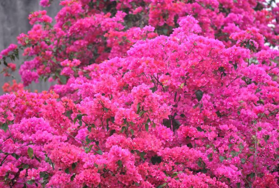 家里阳台必养此款花卉,花期长花量大,一盆千百朵,枝头花苞满