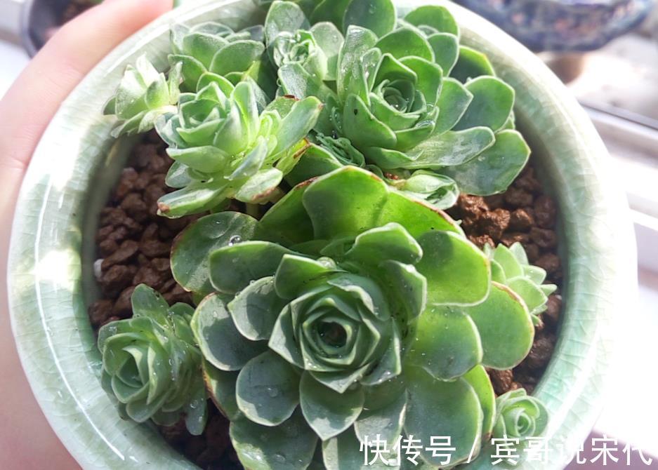 自来水|休眠中的多肉，遇上高温天，想“保命”就得落实此4点