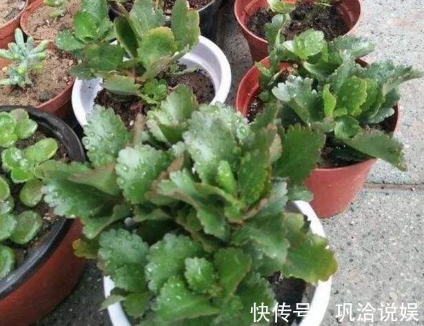 植物|秋养长寿花、蟹爪兰,3方面打好基础,9、10月就能嗖嗖开花