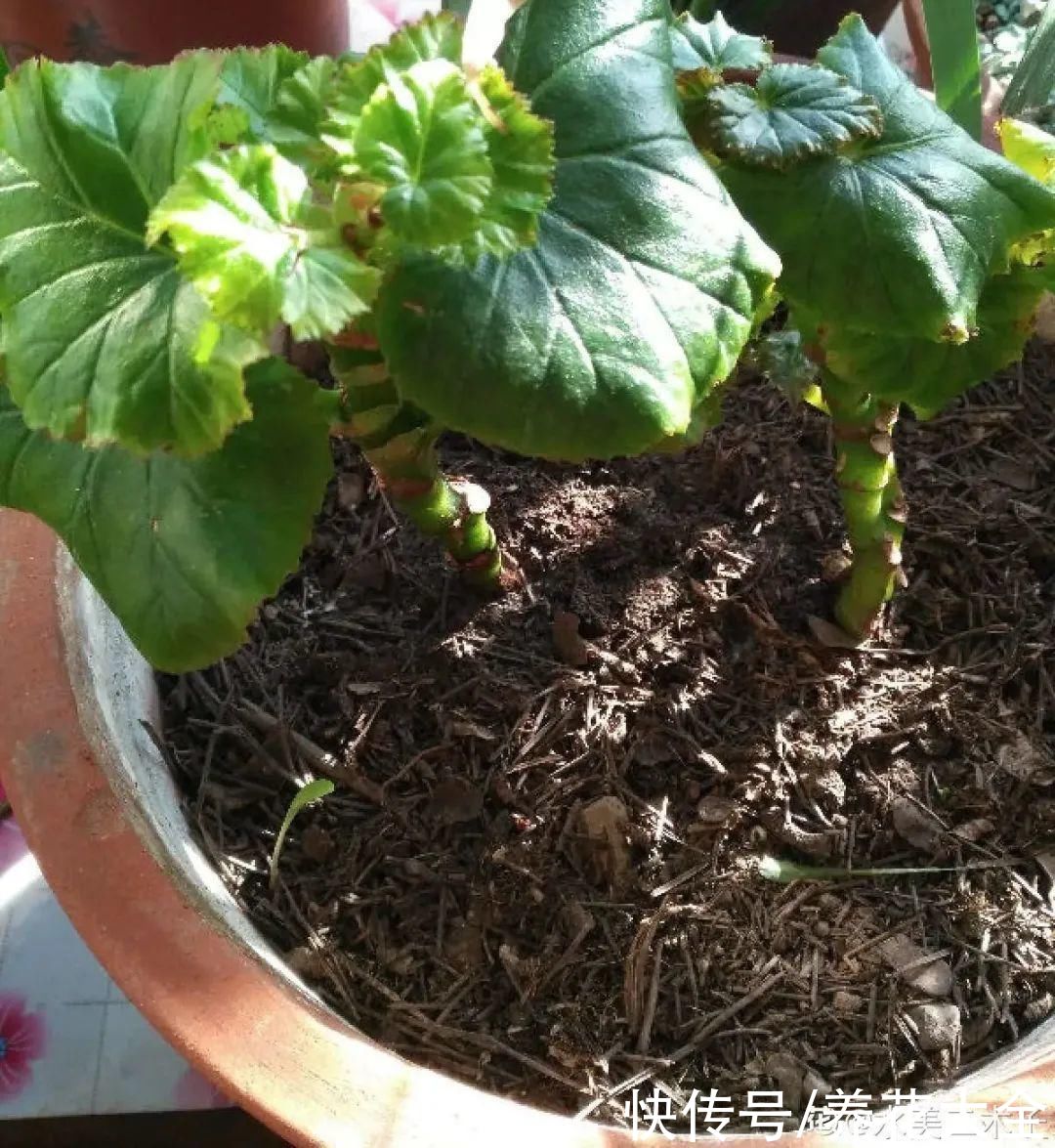 天热了，8种花要休眠，要少浇水