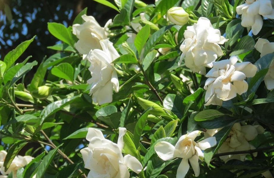 茶花|8月以后，5种花别再修剪了，否则难开花，新手需谨记