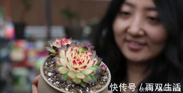老桩多肉发新根有没有什么巧招？肉友：有而且有3个