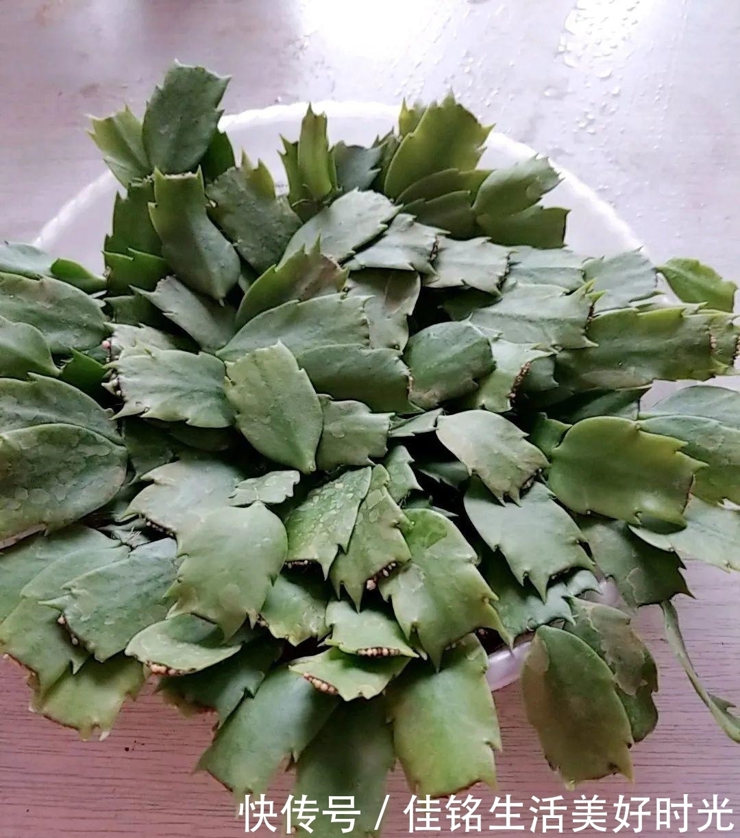 8种花夏天太容易死,现在赶紧扦插,死了也不心疼