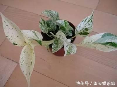 葛绿萝|绿萝品种真不少,数一数5-6种,个个高颜值,看看你养了几种