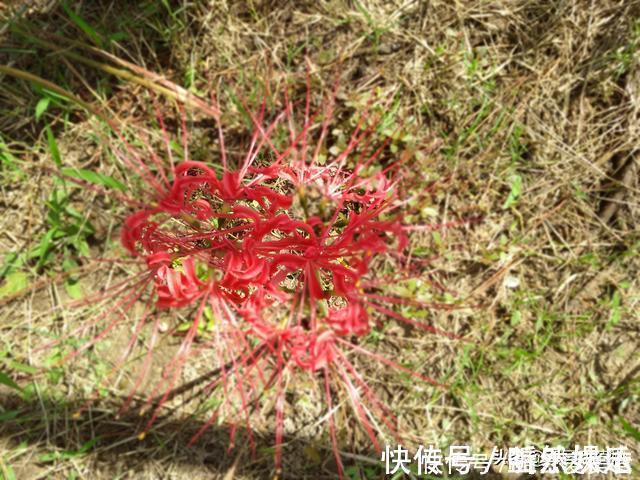 植物|开花不见叶，花叶生生世世永不能相见的植物，还有一个好听的名字