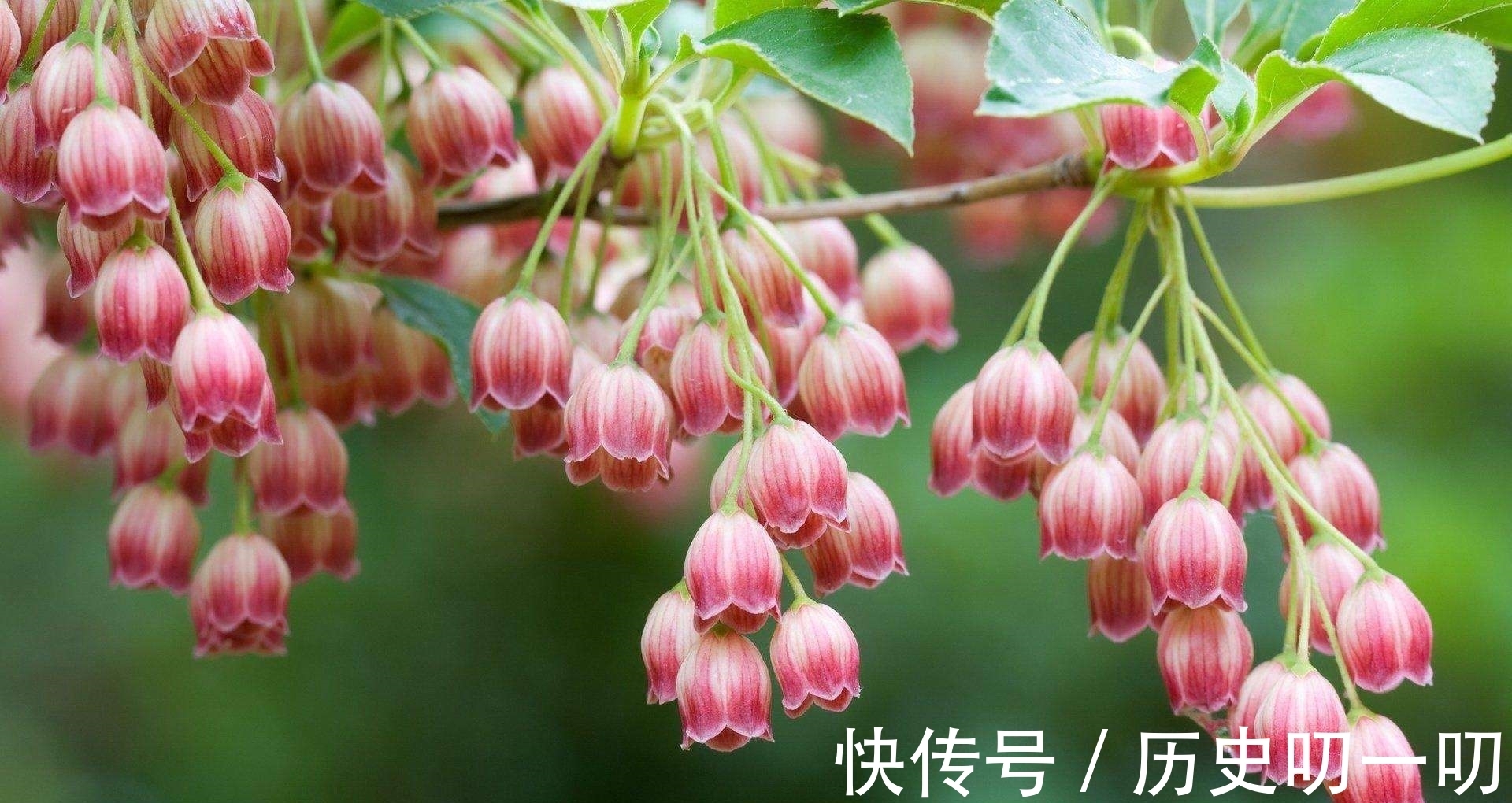 列入|这“三种花”不能养,已被列入“养殖黑名单”,别再傻傻当作宝