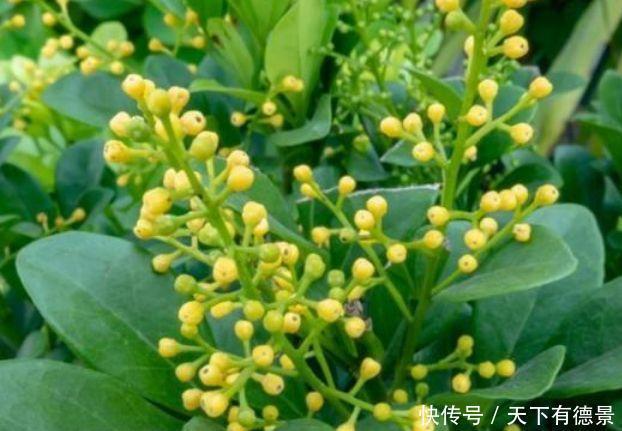 荷苞花|4种花是“开花大户”,一次开放100朵,家里摆1盆,比香水还好闻