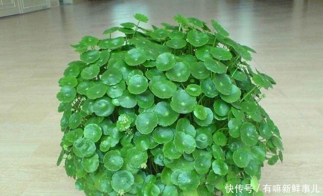 4种富贵花,再不漂亮也要养一盆,个个吉祥,空气一级棒!