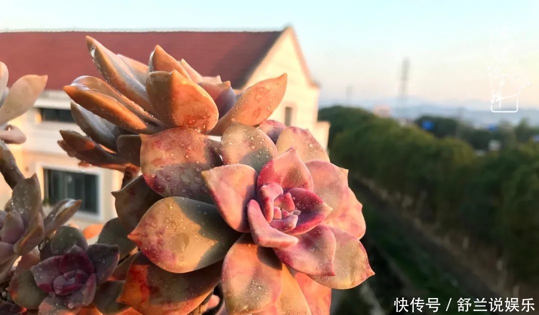 楼顶的多肉,让我的生活无意间打开了一个新世界!
