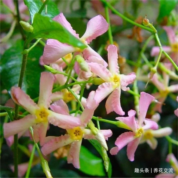 耐寒|13种耐寒的盆栽花卉，零下20多度可存活，大部分南方也能种