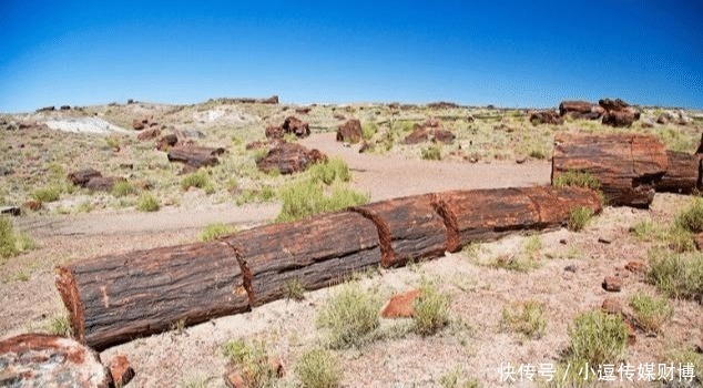 宝石|美国西部有一个“玛瑙森林”,遍地天然宝石,无人看管没人偷捡!