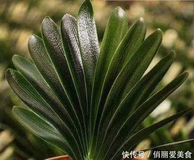 叶芯|君子兰一直长不好,跟“换盆”有关系,很多人都做错了