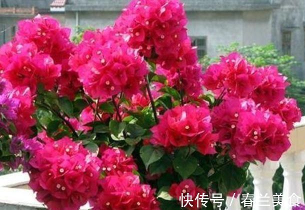 3种花，都是开花小能手，养在家里繁花似锦，清新脱俗，懒人最爱